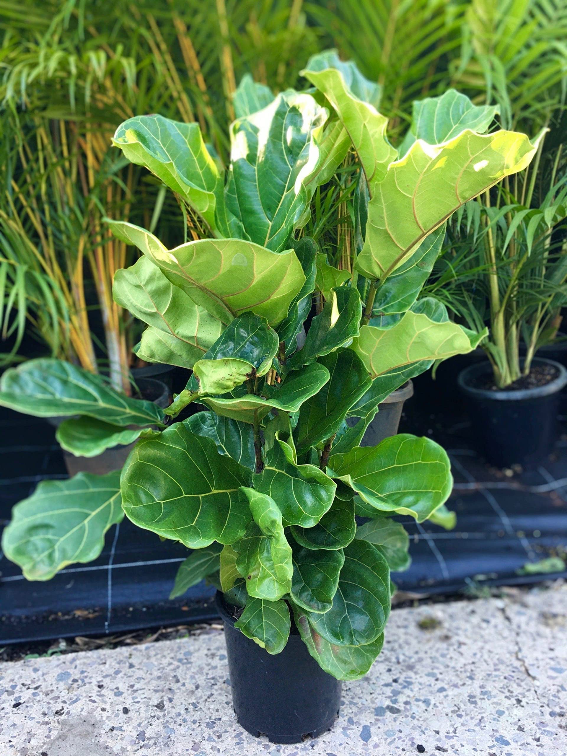 Amazon.com : Fiddle Leaf Fig Bush - Live Plant in a 10 Inch Pot